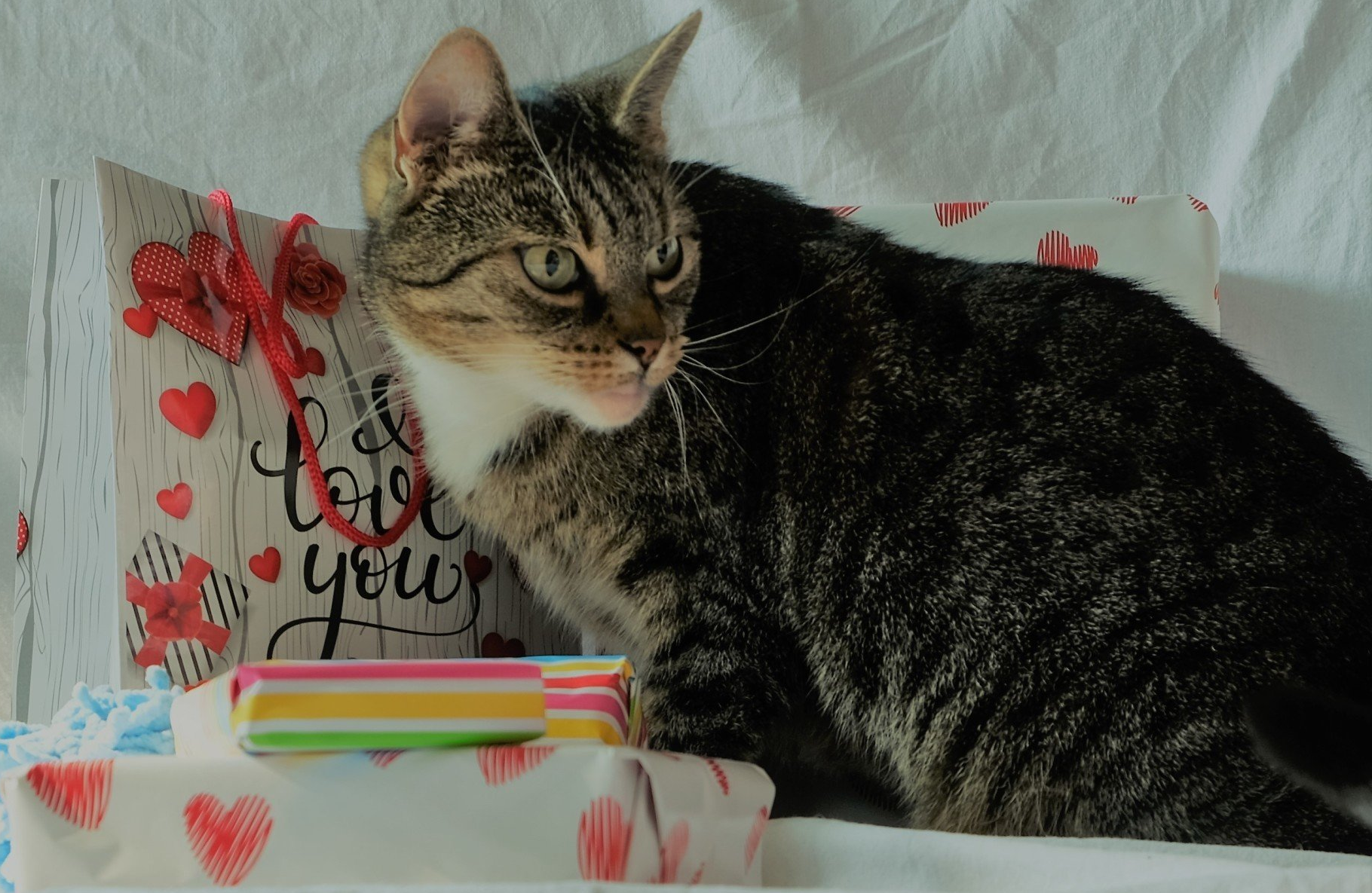 Kat met dierendag cadeau