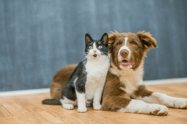 Hond en kat samen