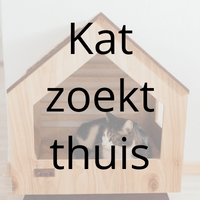 Kat zoekt thuis
