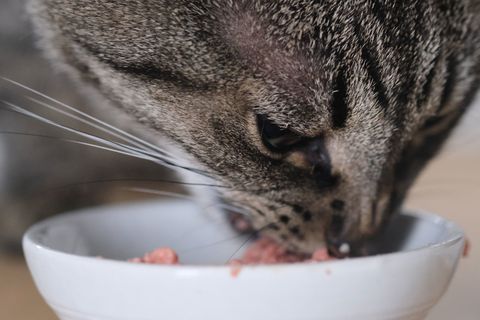 Perforeren Verminderen barsten kat | Ondersteuning op maat bij kattenverzorging