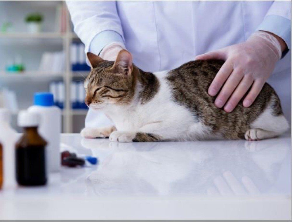 kat bij dierenarts voor onderzoek naar pijn