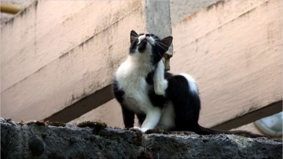 die lastige beestjes in de vacht van je kat