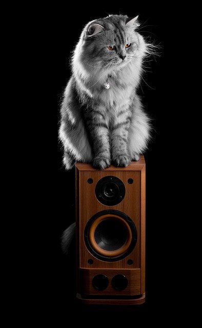 kat op speaker - kattengedrag
