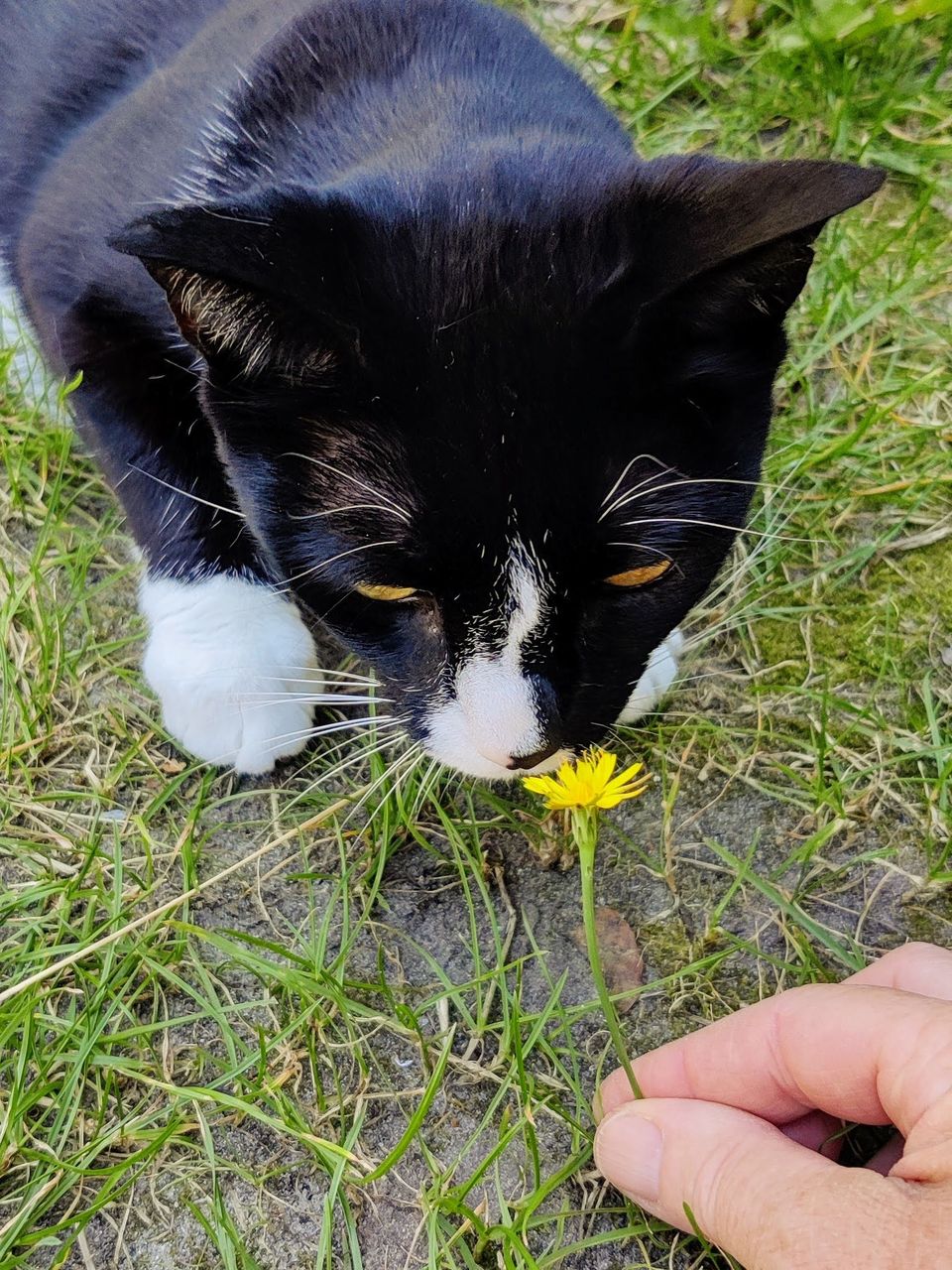 kat ruikt aan bloemetje