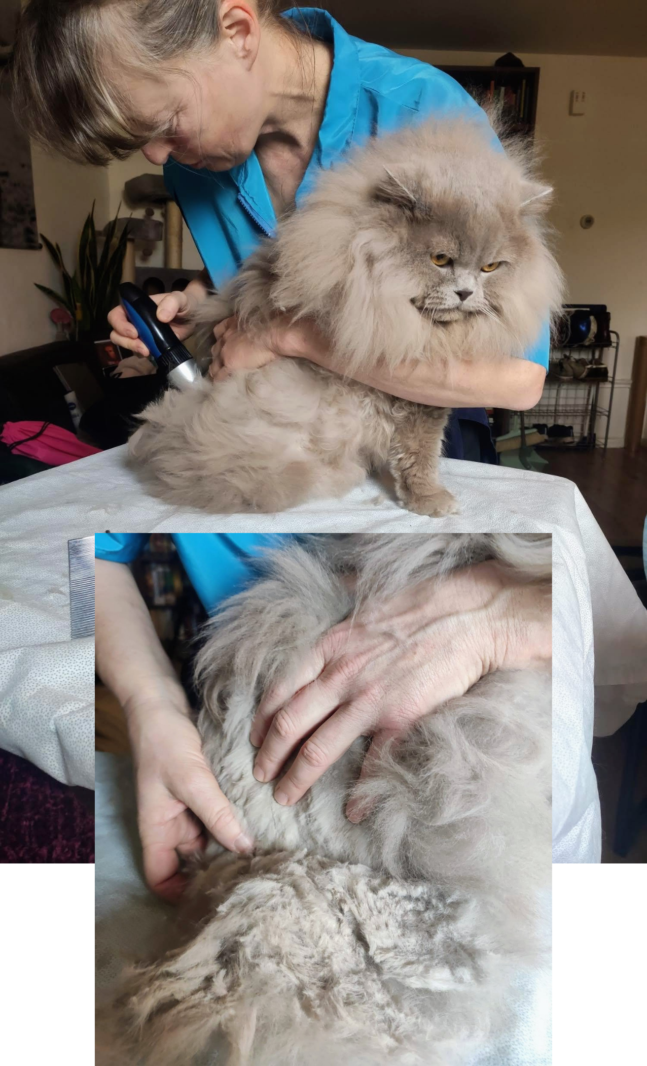 Ada scheert viltplek van Britse langhaar kat