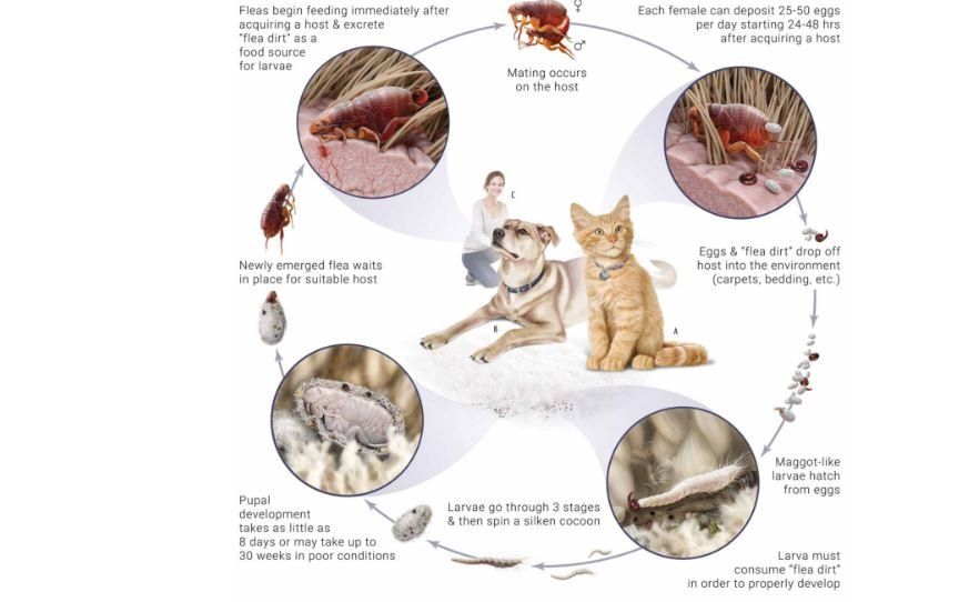 De levenscyclus van de kattenvlo