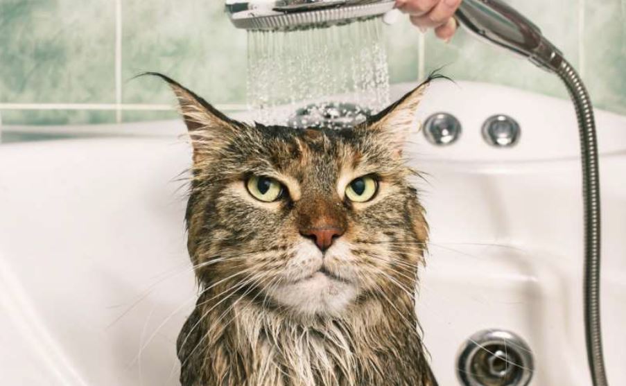 door een kat te wassen spoel je oude haren weg