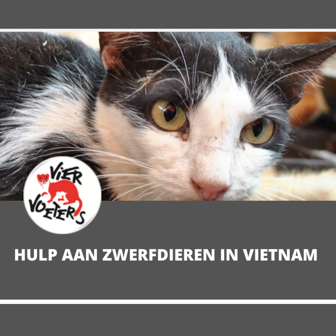 zwerfkat met logo vier voeters