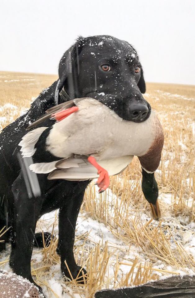 Hunting Outfitter Ducks Canada