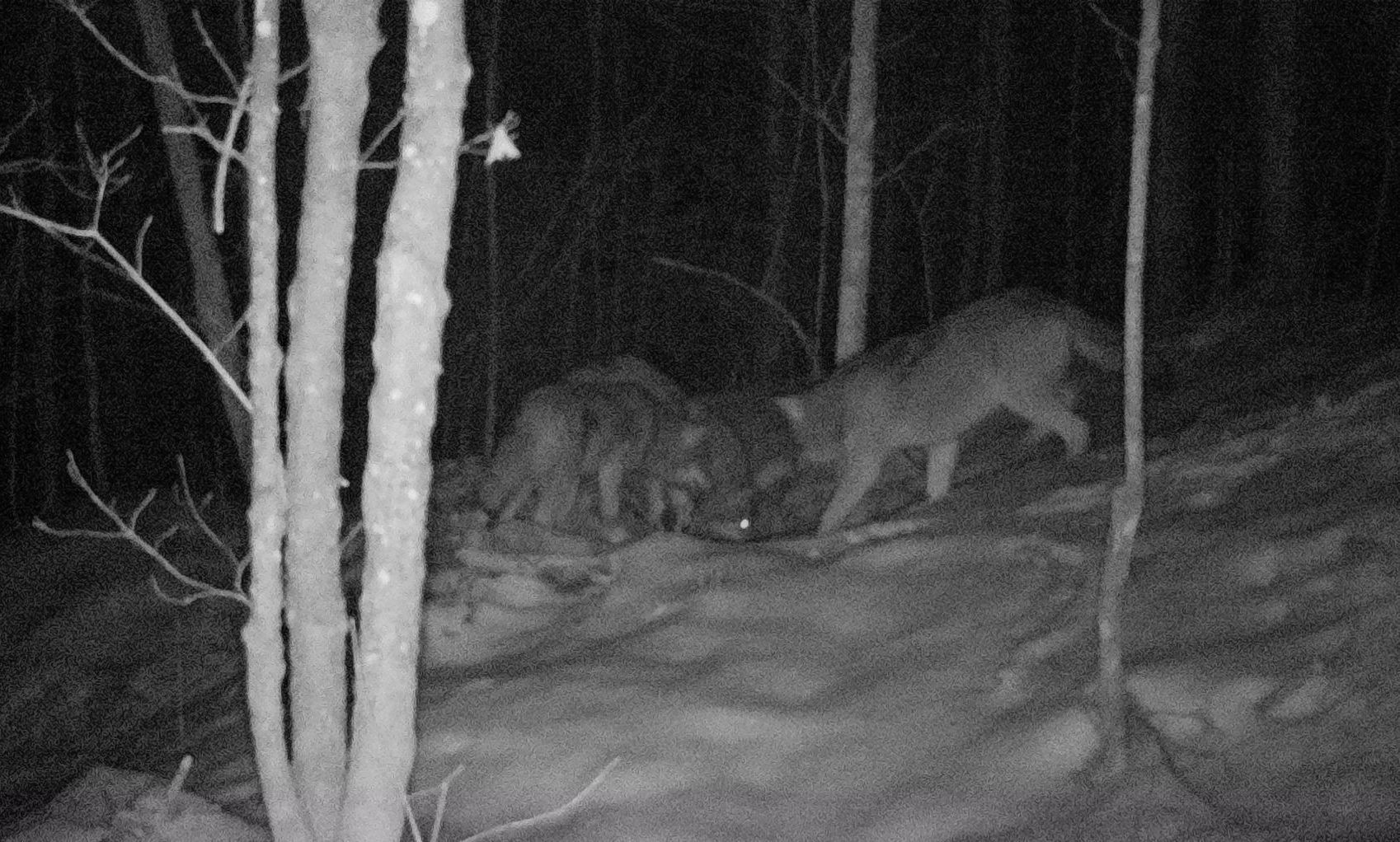 Two wolves in a dark forest, one standing, one feeding on the ground.
