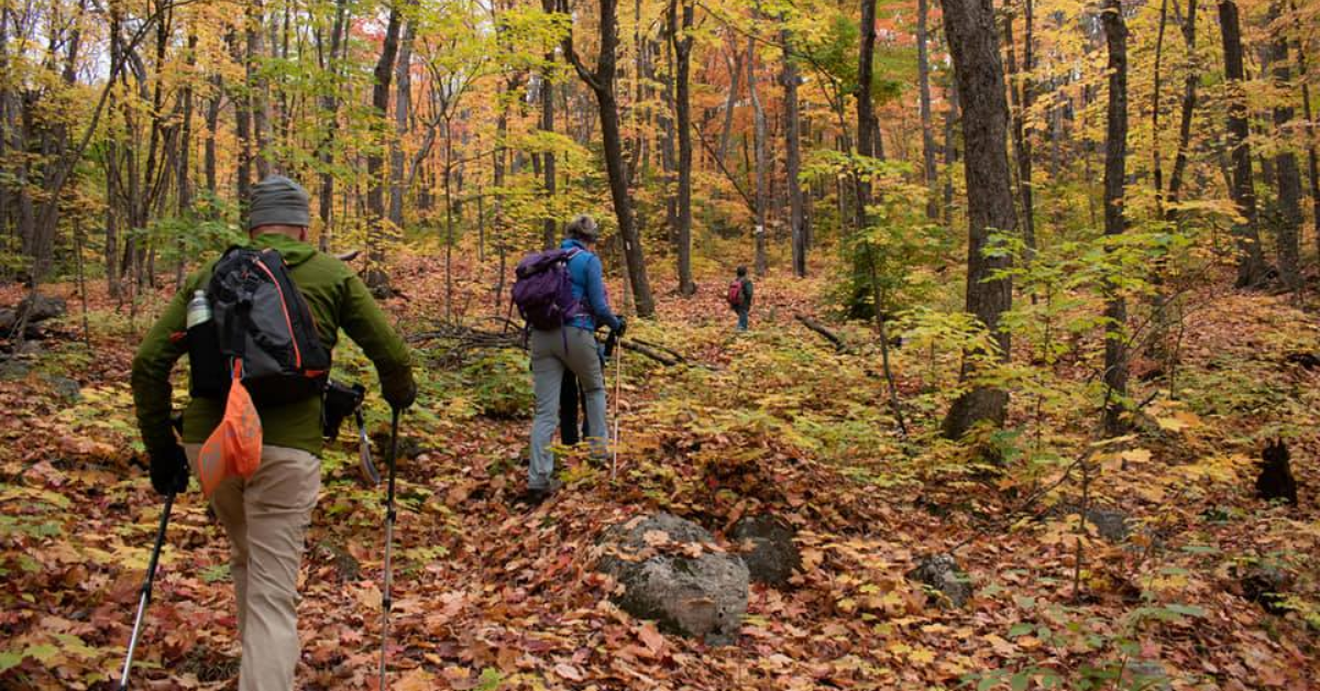 Hikers with backpacks and poles traverse a leaf-covered trail in a fall forest.