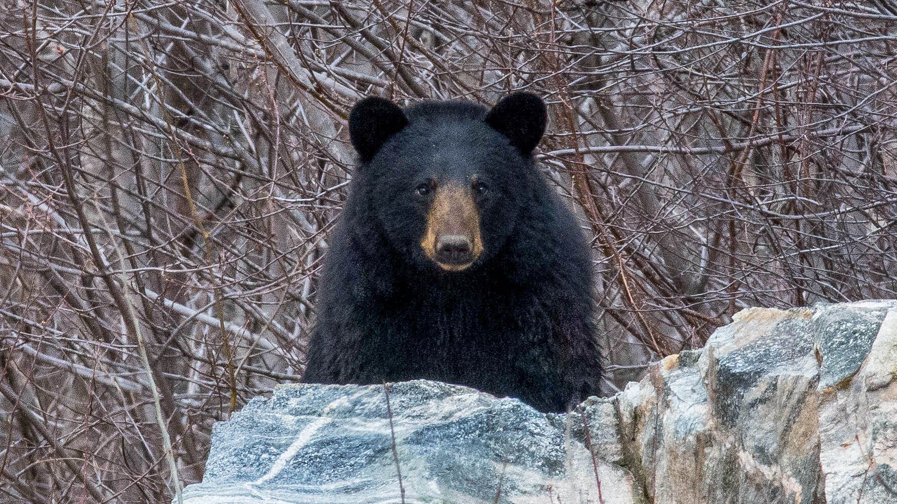 Black bear, perched on rocks, looking directly at the viewer with brown snout. Barren, brushy background.