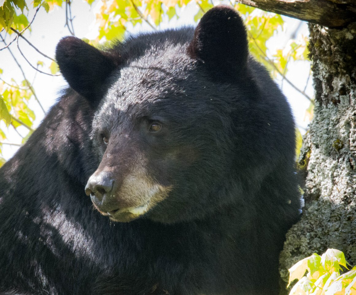 Black bear rests among autumn leaves.
