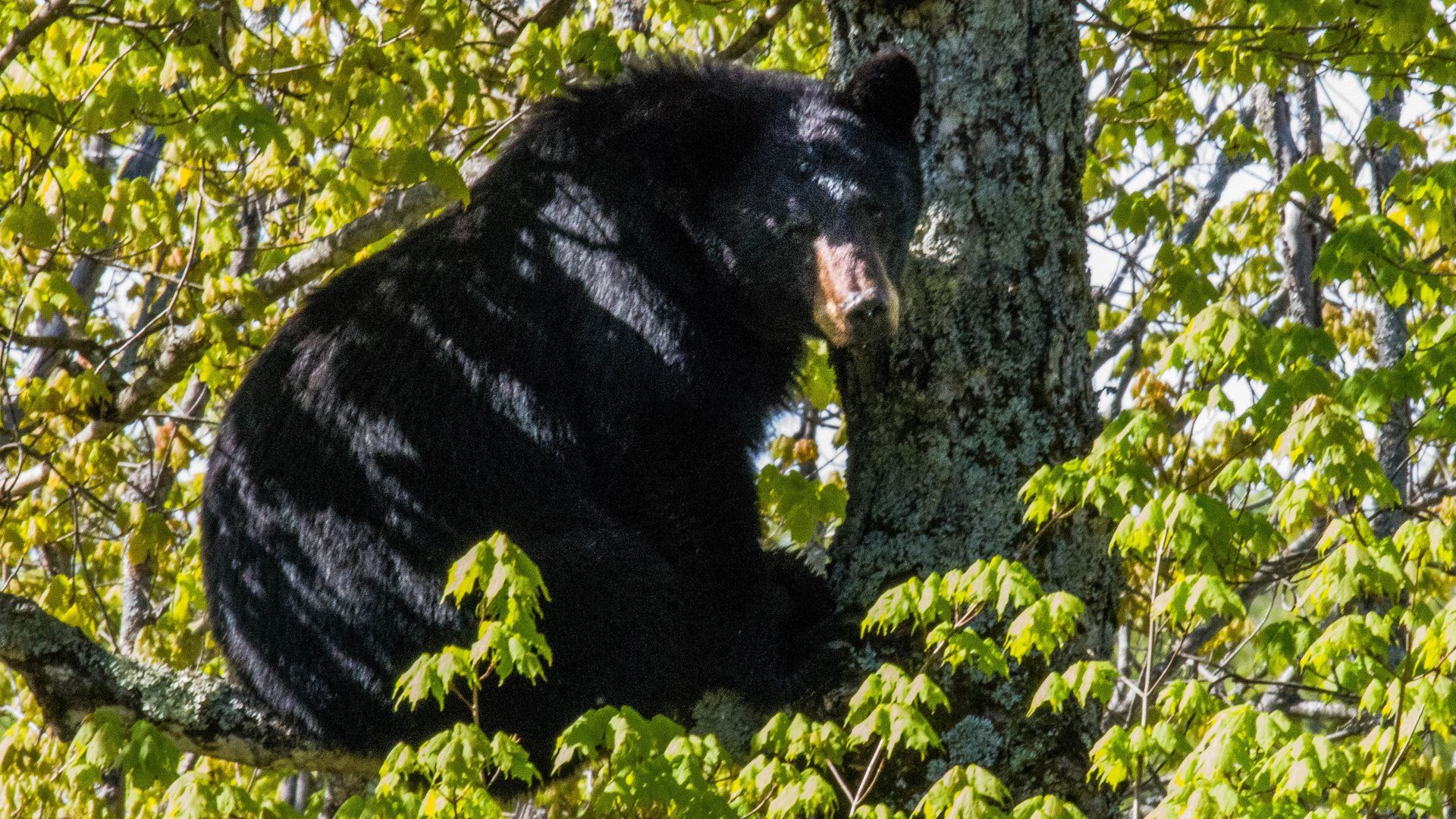 Algoma Highlands Conservancy - Bearly Awake: Bears and Torpor