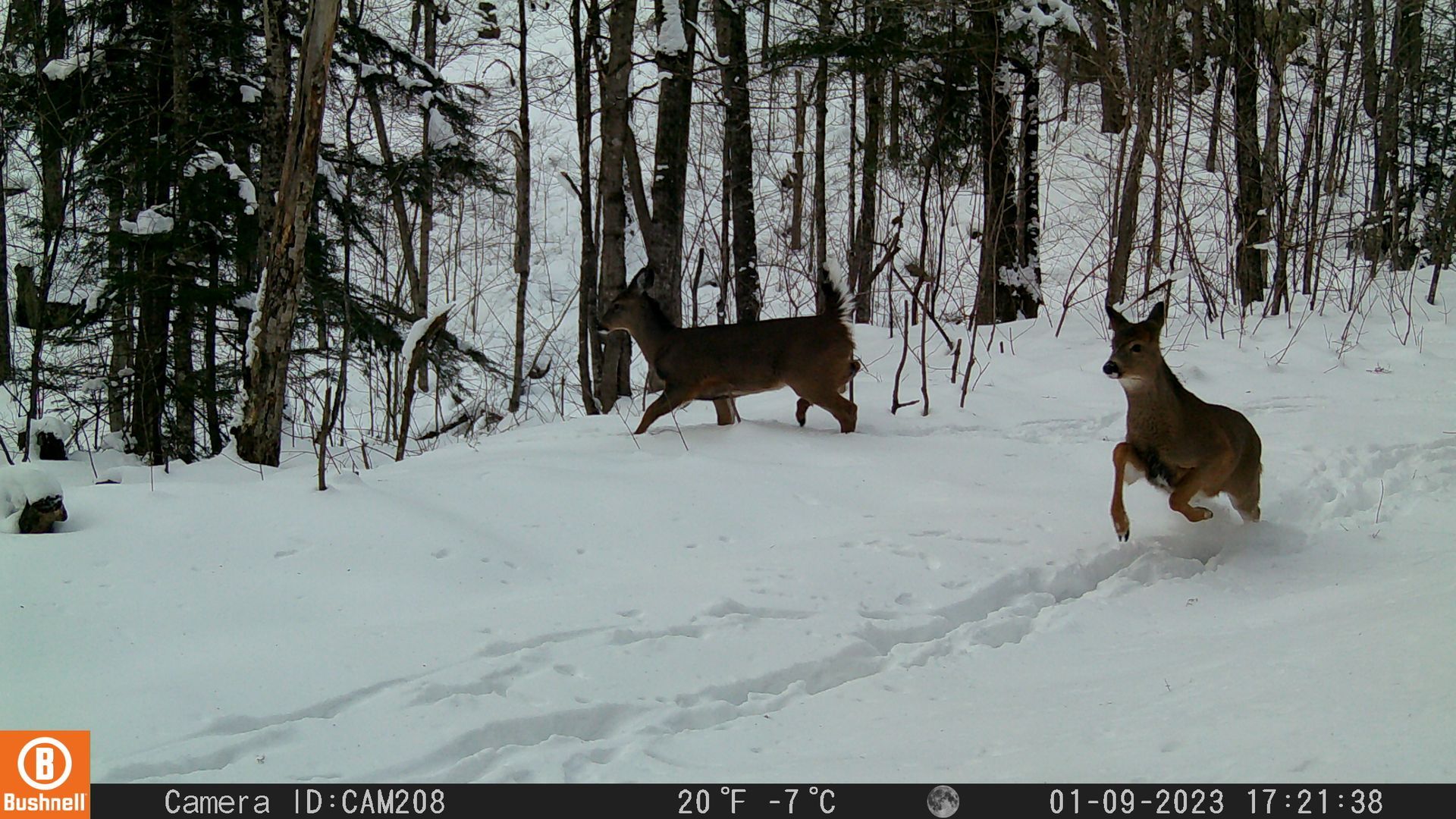 Two deer moving through a snow-covered forest. One runs toward the camera, the other walks.