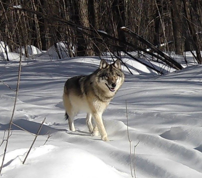 Algoma Highlands Conservancy - Wildlife Watch: In the Company of Wolves