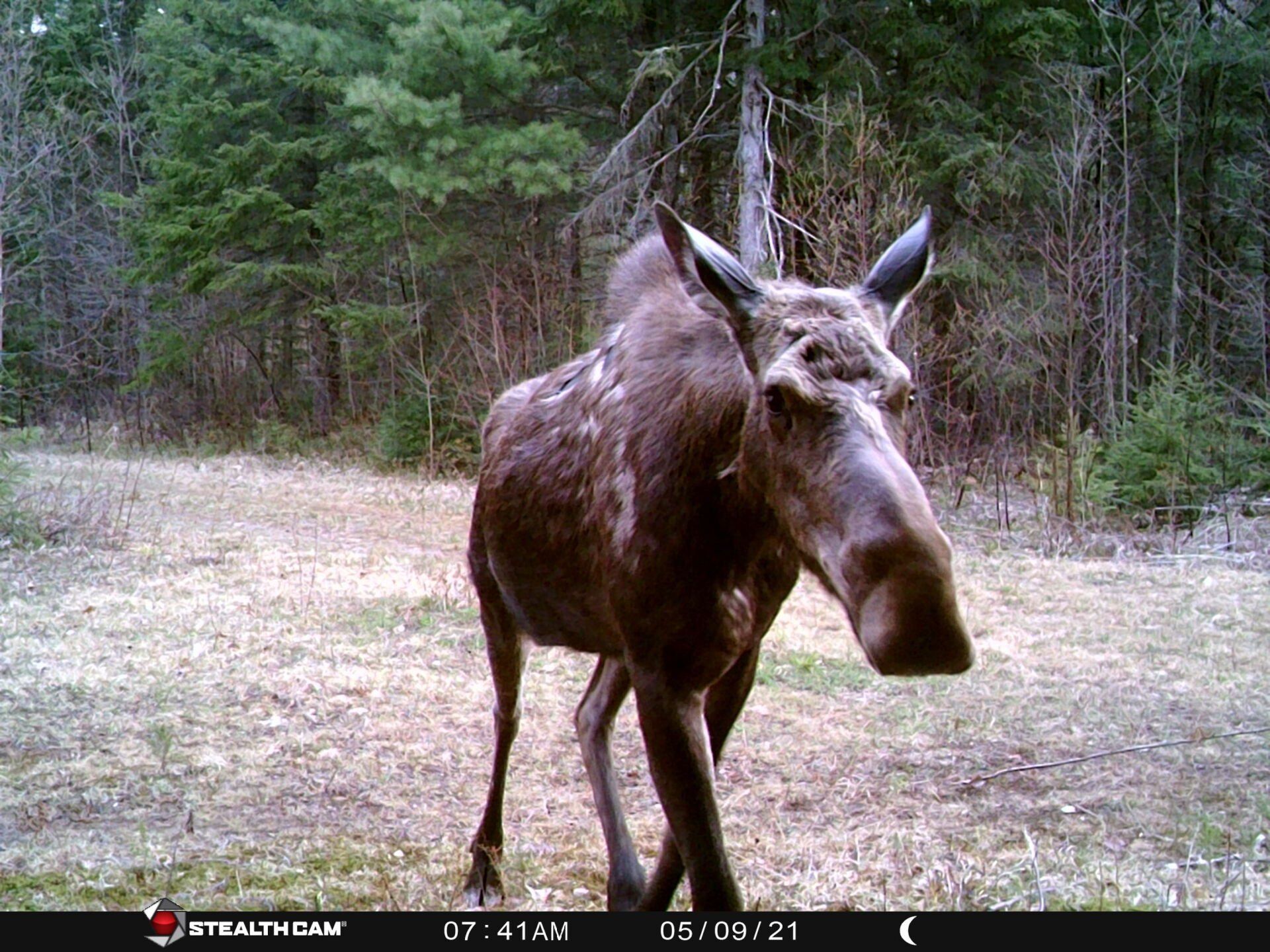 Moose in a forest clearing, brown fur, large snout, walking, facing camera.