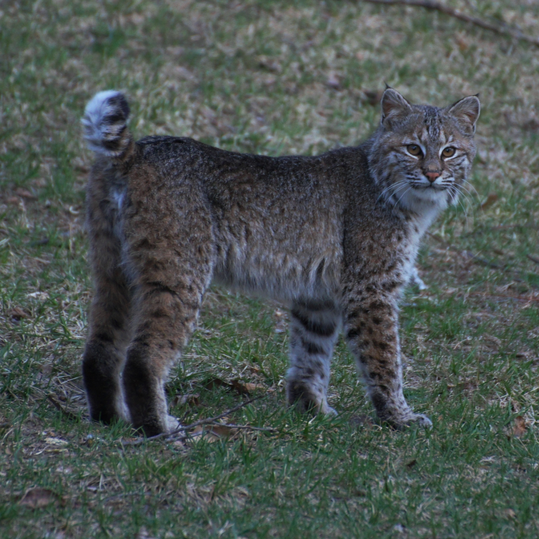 Algoma Highlands Conservancy Bobcat Lynx