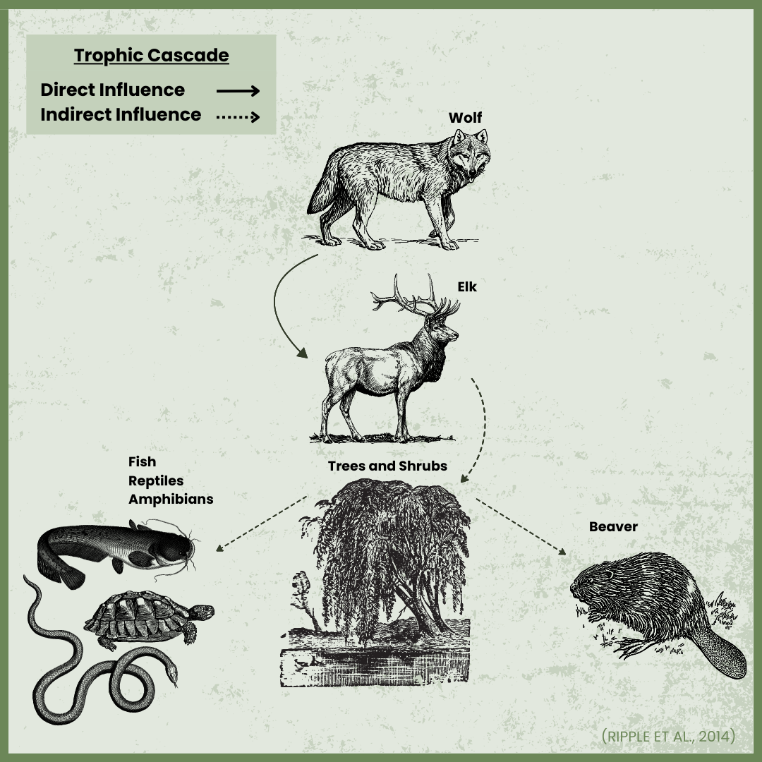 Keystone Species and Trophic Cascades - Science Lessons That Rock