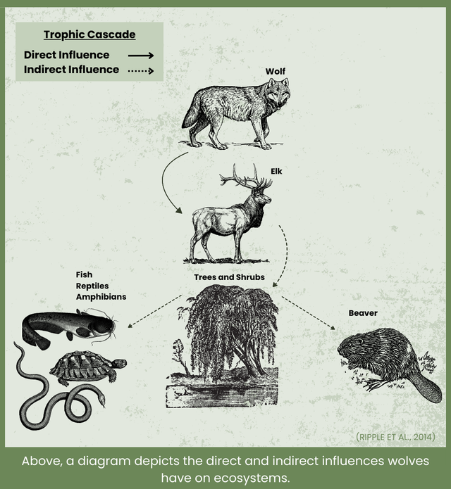 Wolf Diagram