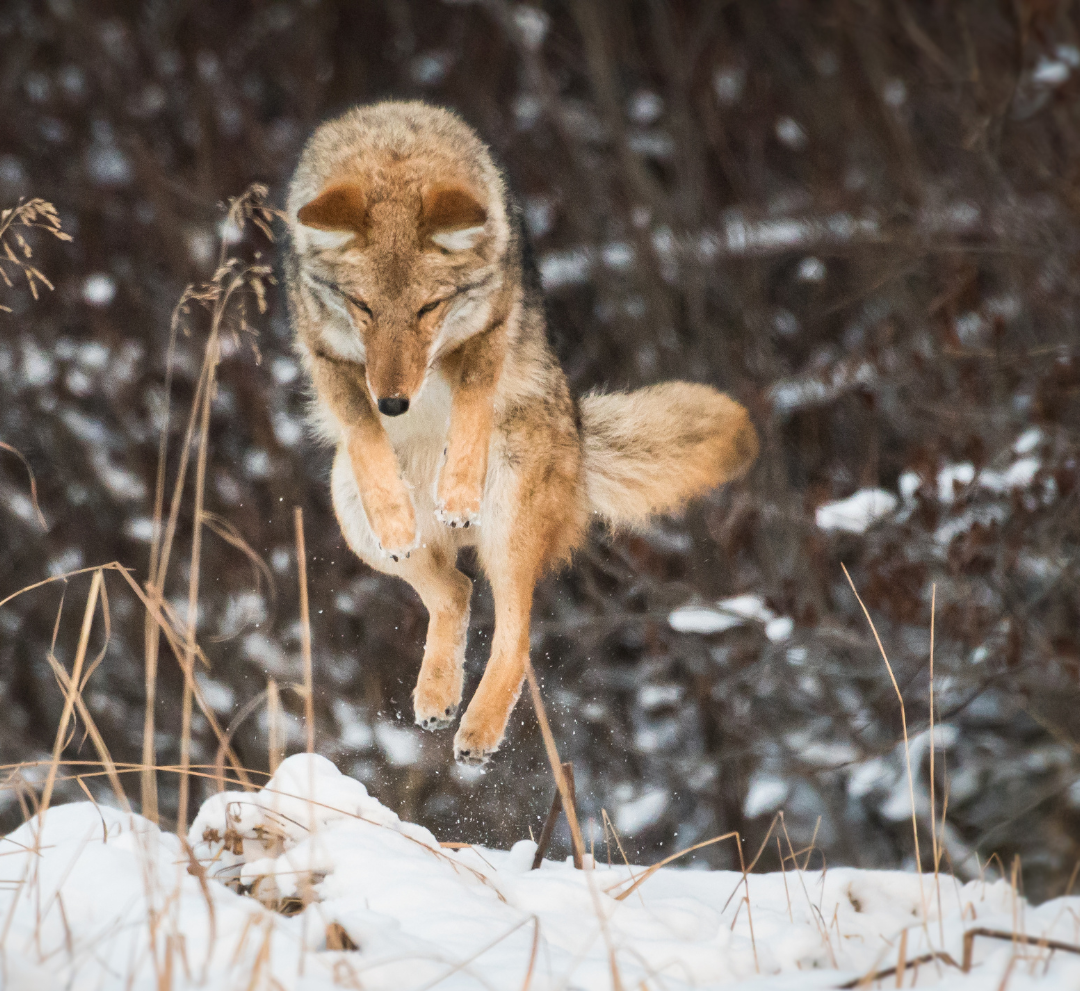 Coyote leaps through the air over snow, eyes closed, in a wintery landscape.