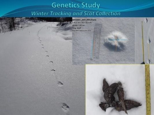 Snowy scene: footprints and scat (feces) analyzed for genetics. Ruler shows footprint size.