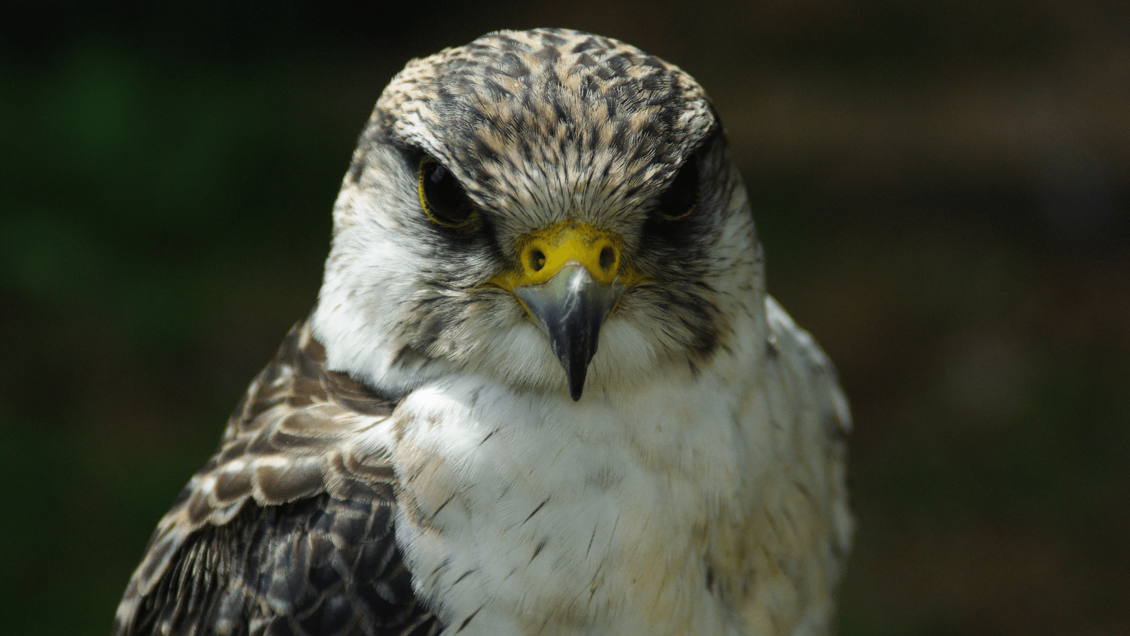 Hawk with yellow beak and intense stare. White and brown plumage, facing forward.