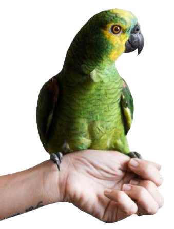 perico