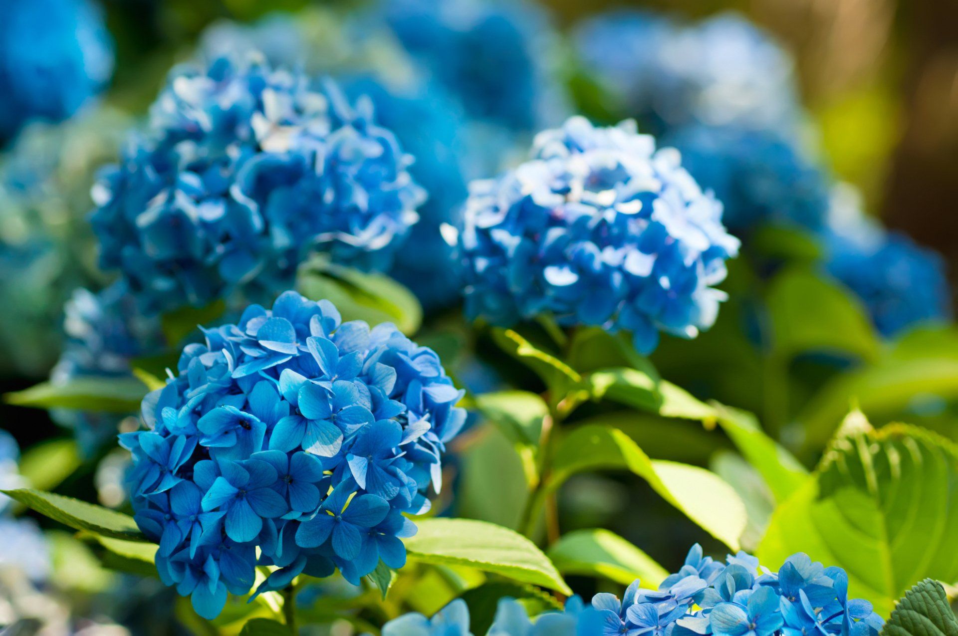 Essential Things You Need To Know About Growing Hydrangeas in St. Louis