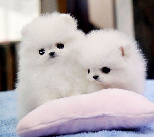 vasketøj latin handling Teacup Pomeranian for Sale in USA | Cheap Poms Puppies for Sale in Canada
