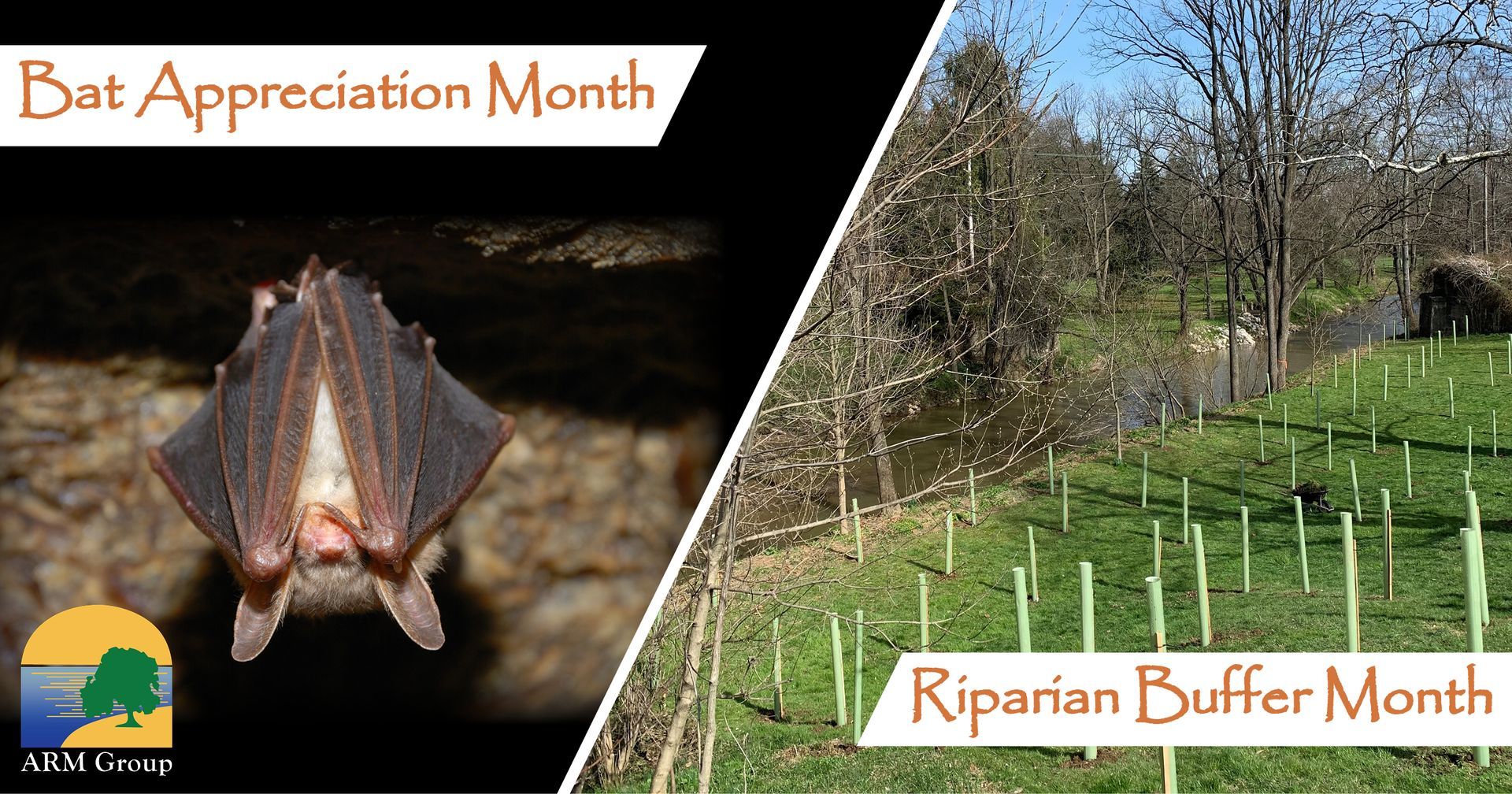 Bat Appreciation Month