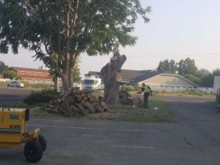A large tree is being cut down in a parking lot.