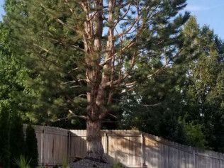 A large pine tree is standing in front of a wooden fence.