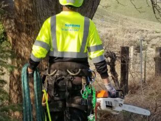 A man is standing next to a tree holding a chainsaw and a rope.