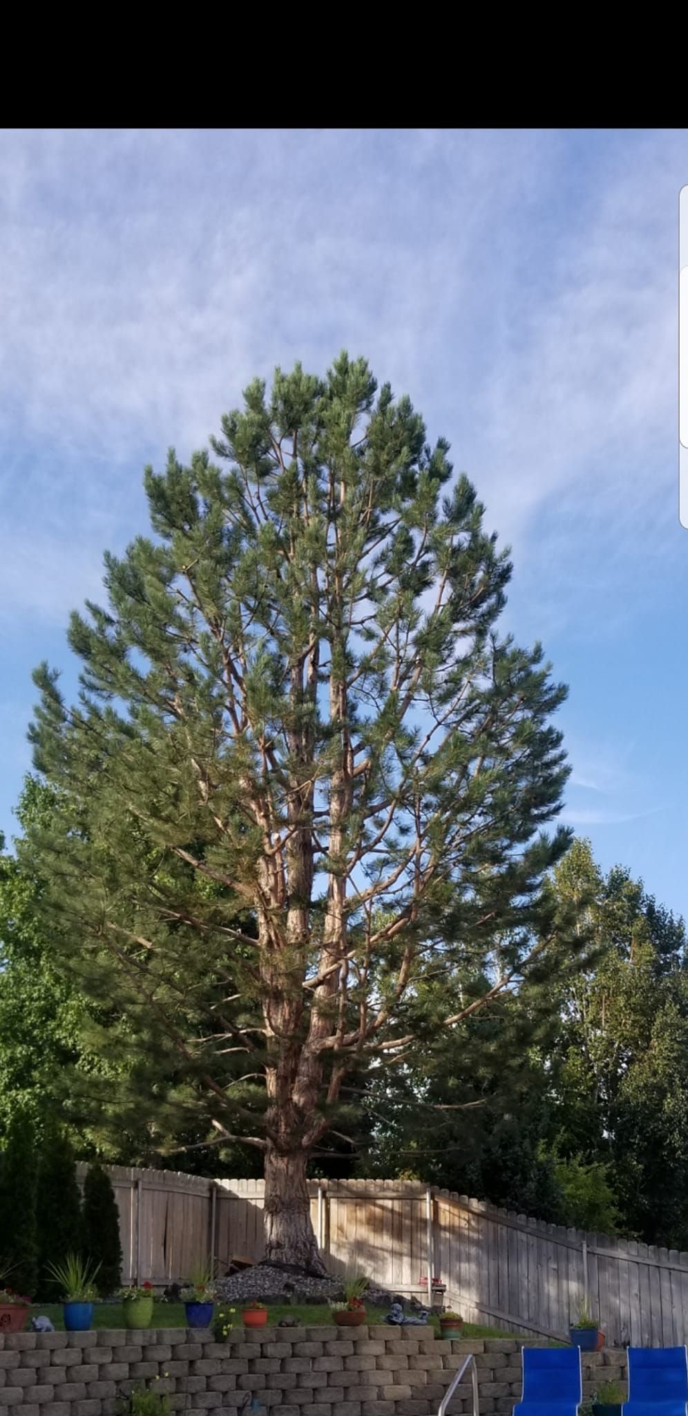 A large pine tree is standing next to a fence in a backyard.