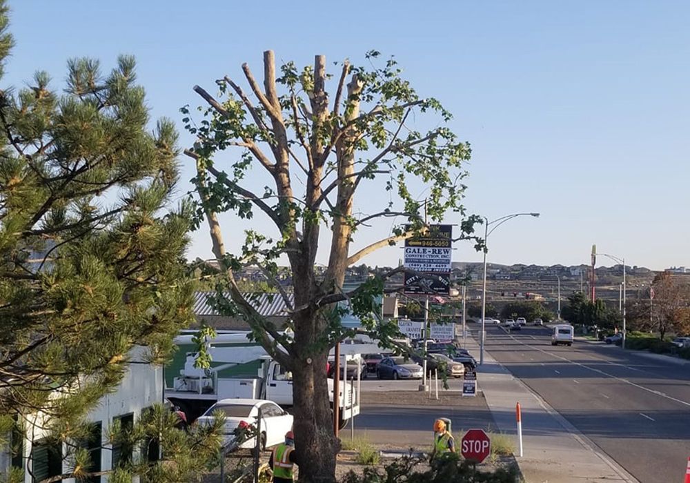 A path in a park surrounded by trees and grass