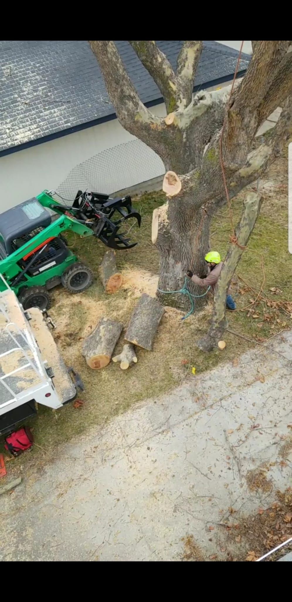 A man is cutting down a tree with a chainsaw.
