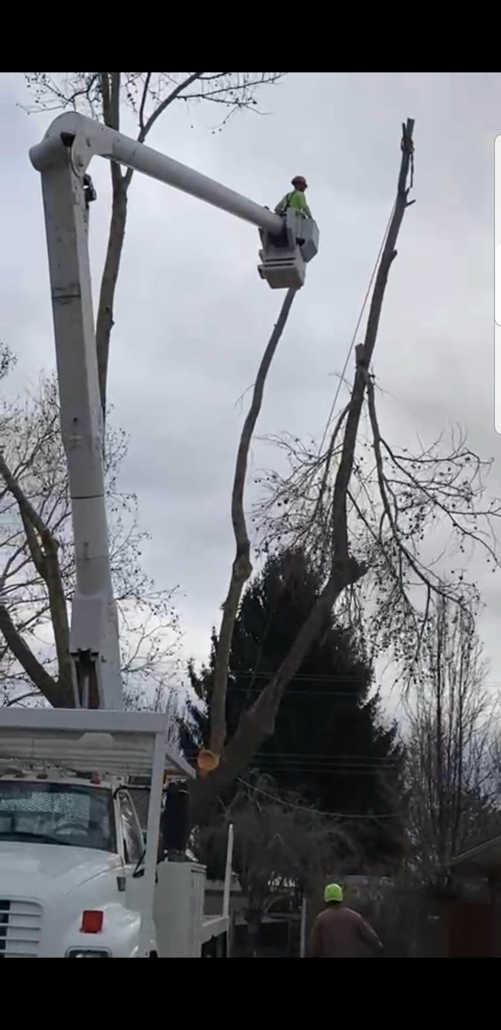 A man in a bucket is cutting a tree.