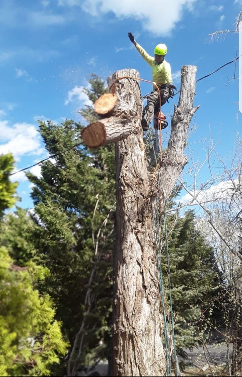 A man is standing on top of a large tree.