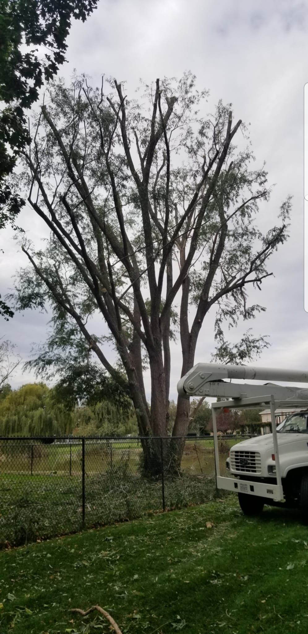A white truck is parked in front of a large tree.