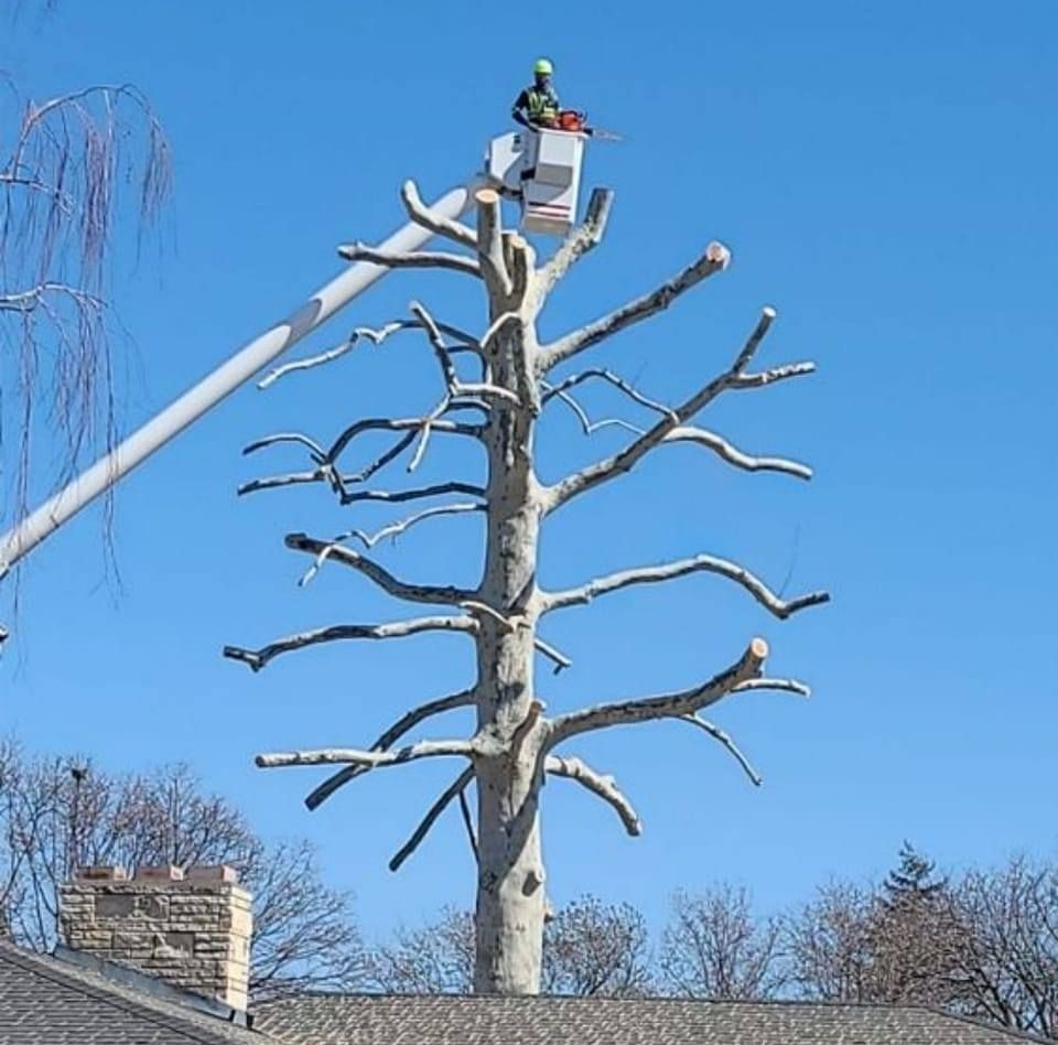A man in a bucket is cutting a tree
