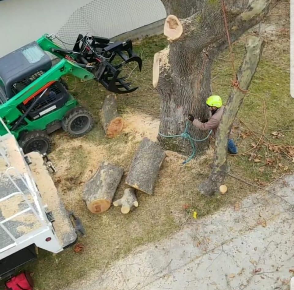 An aerial view of a tree being cut down by a machine.