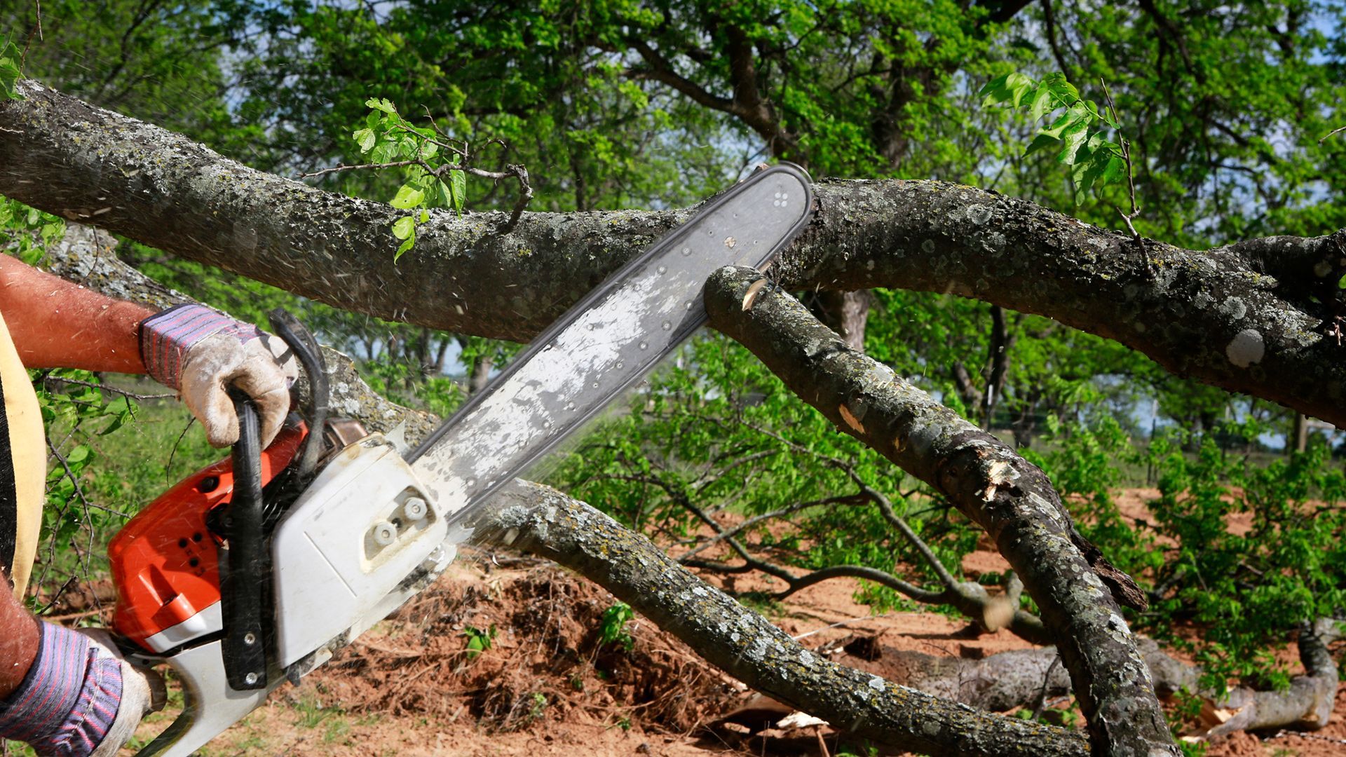 A man is cutting a tree with a chainsaw.