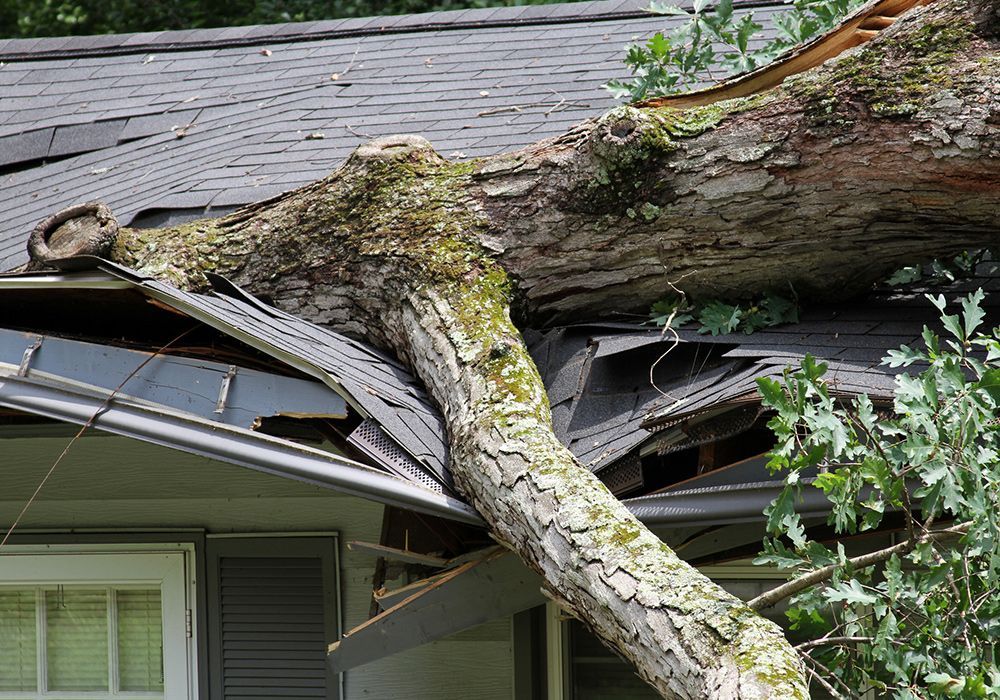 A tree has fallen on the roof of a house.