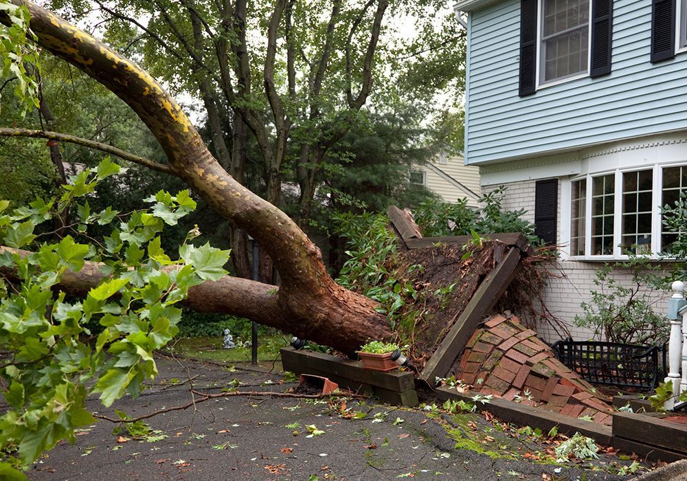 A tree has fallen on the roof of a house.