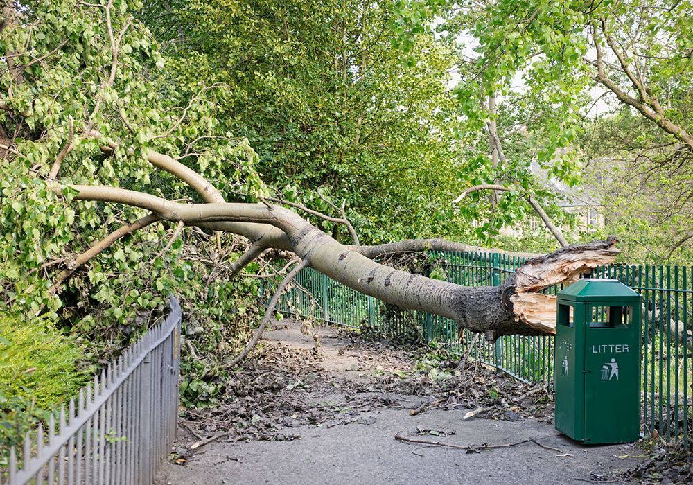 A tree has fallen on a path next to a trash can.