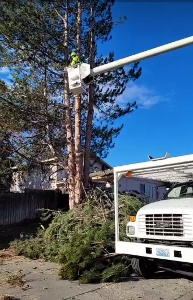 A man is cutting a tree with a crane.