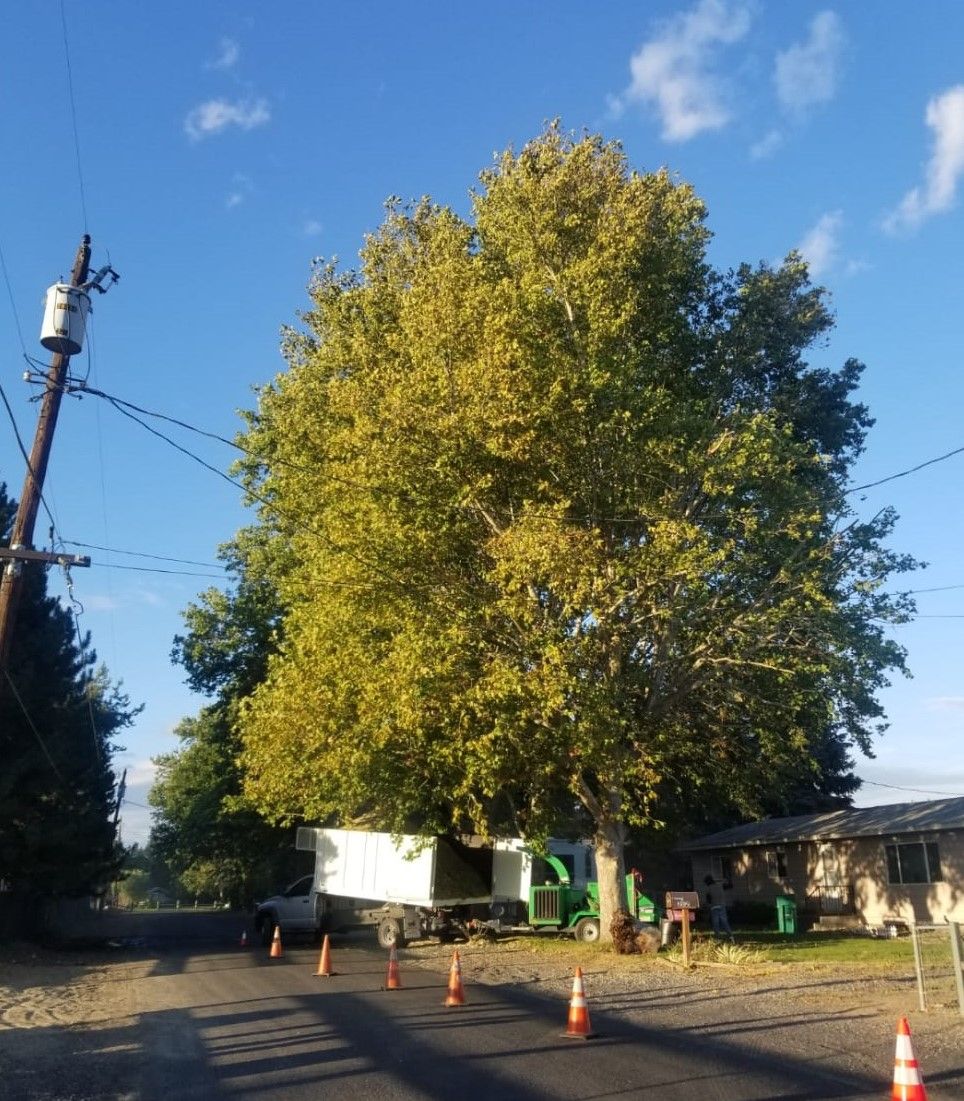 A large tree is in the middle of a street