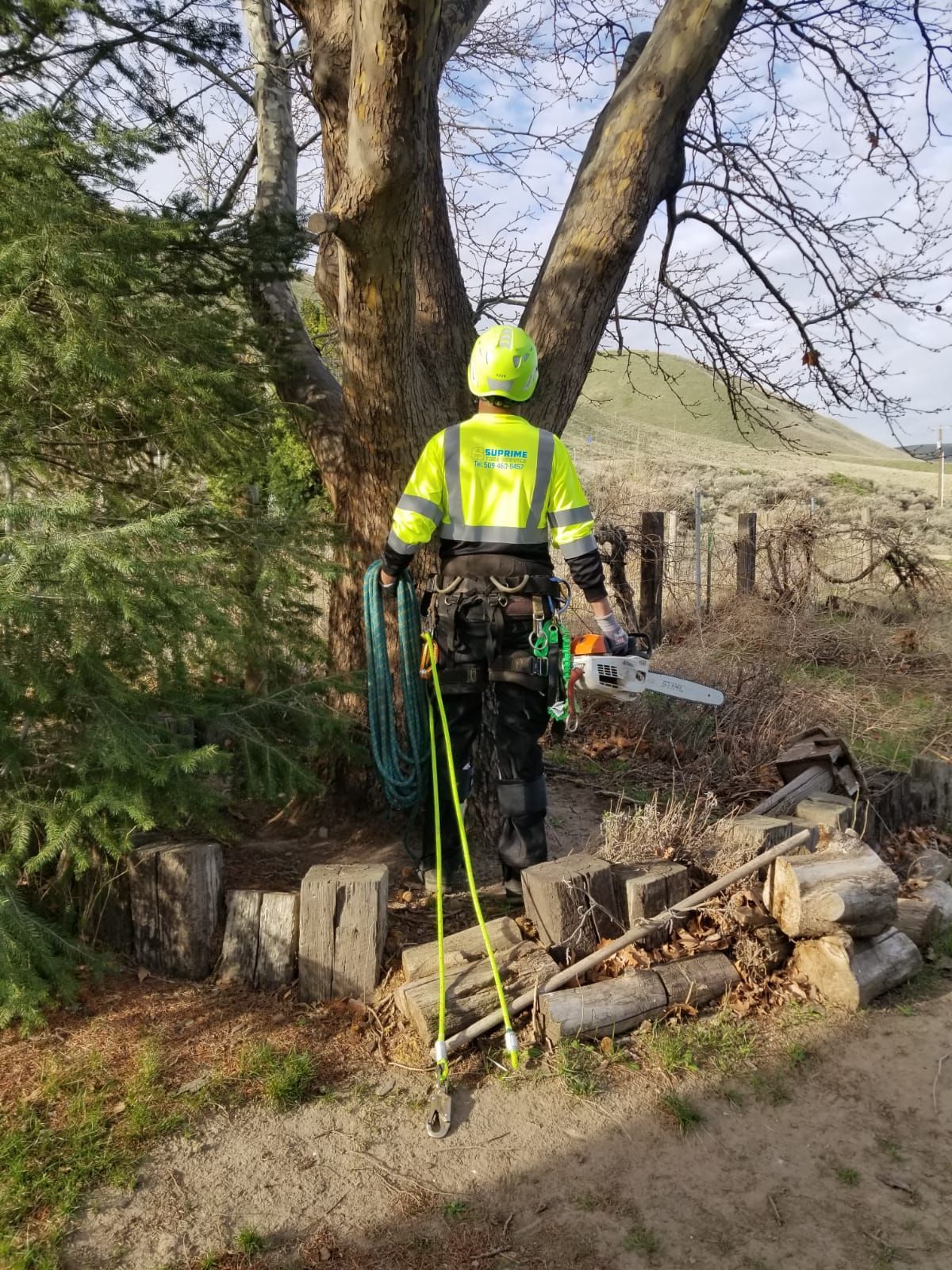 A man is cutting a tree with a chainsaw.