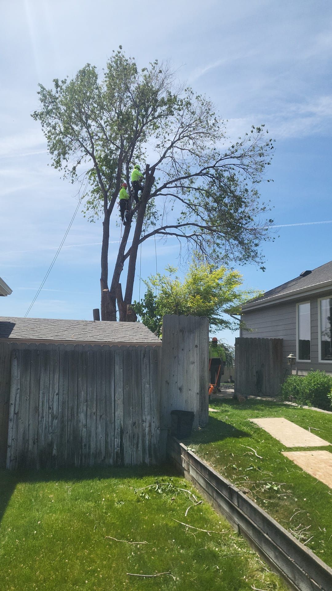 A man is climbing a tree in the backyard of a house.